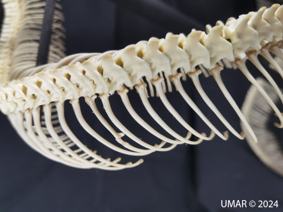 Especie en colección