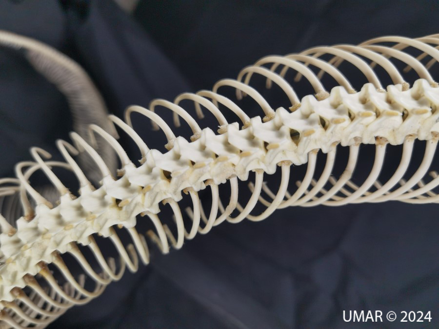 Especie en colección