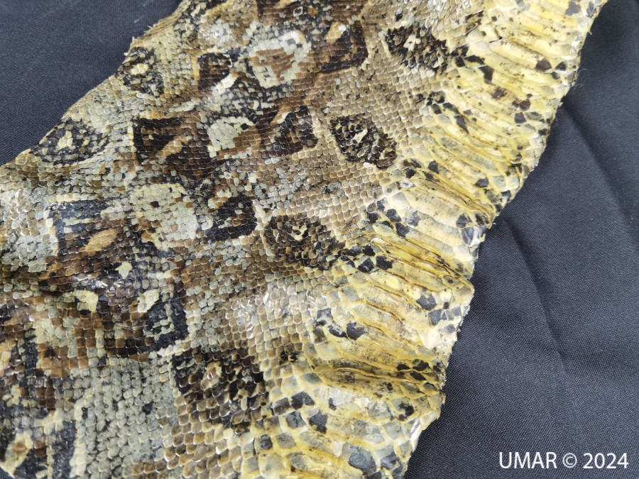 Especie en colección