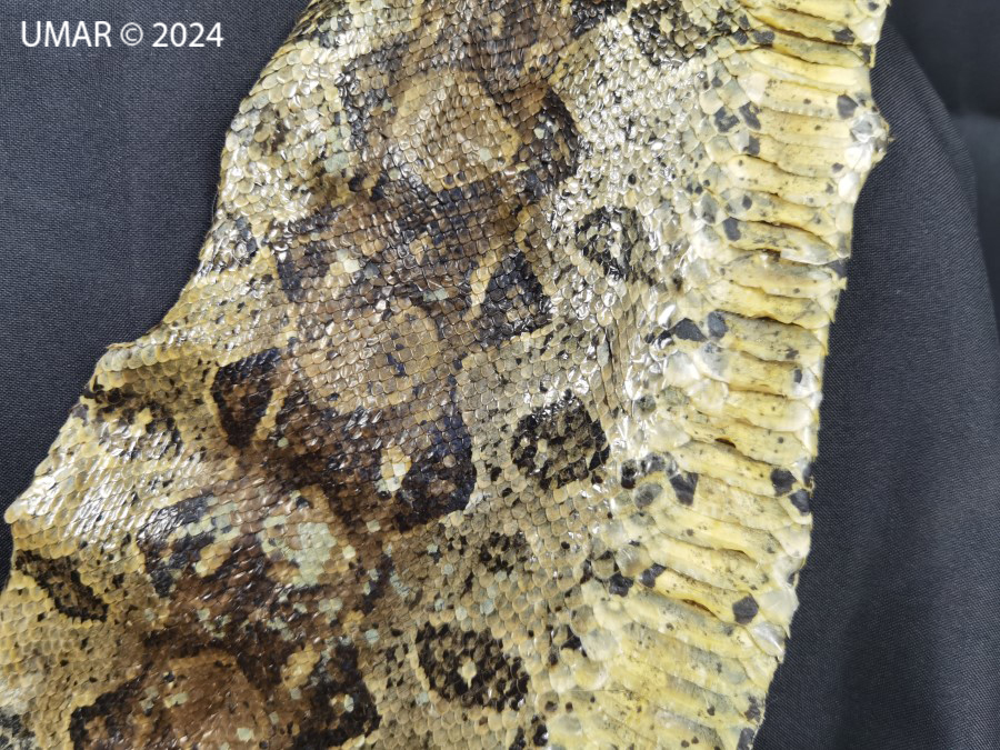 Especie en colección