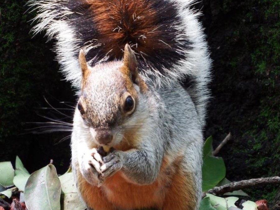 Dientes de Ardilla vientre rojo