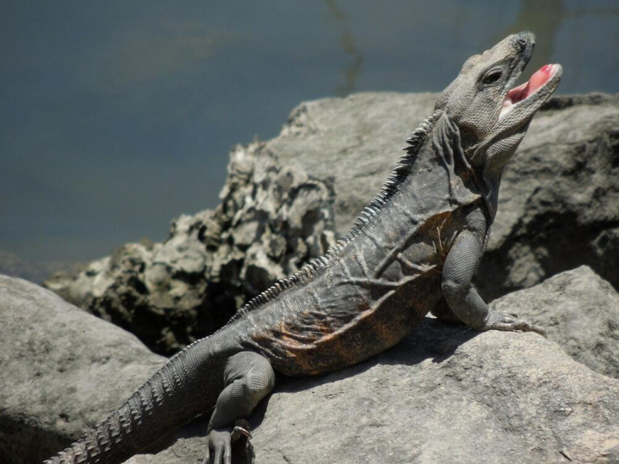 Dientes de Iguana negra 