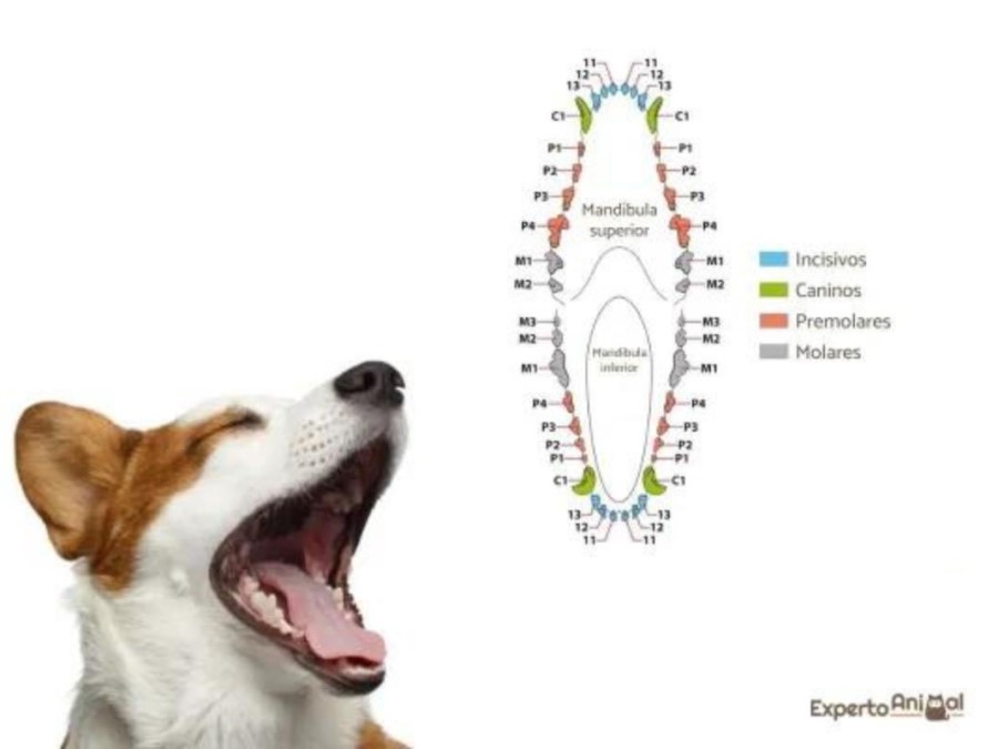 Dientes de Perro doméstico