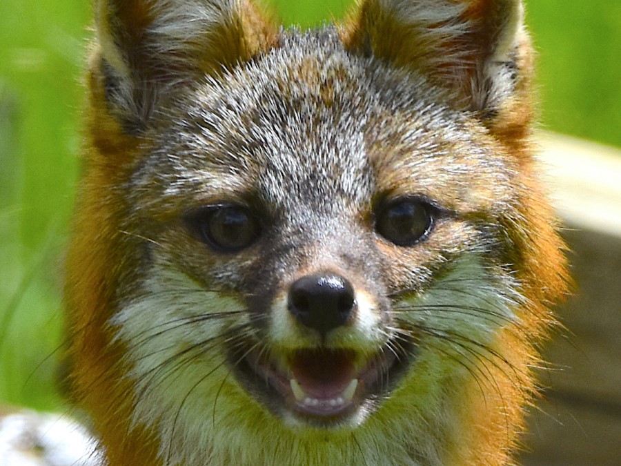Dientes de Zorra gris 