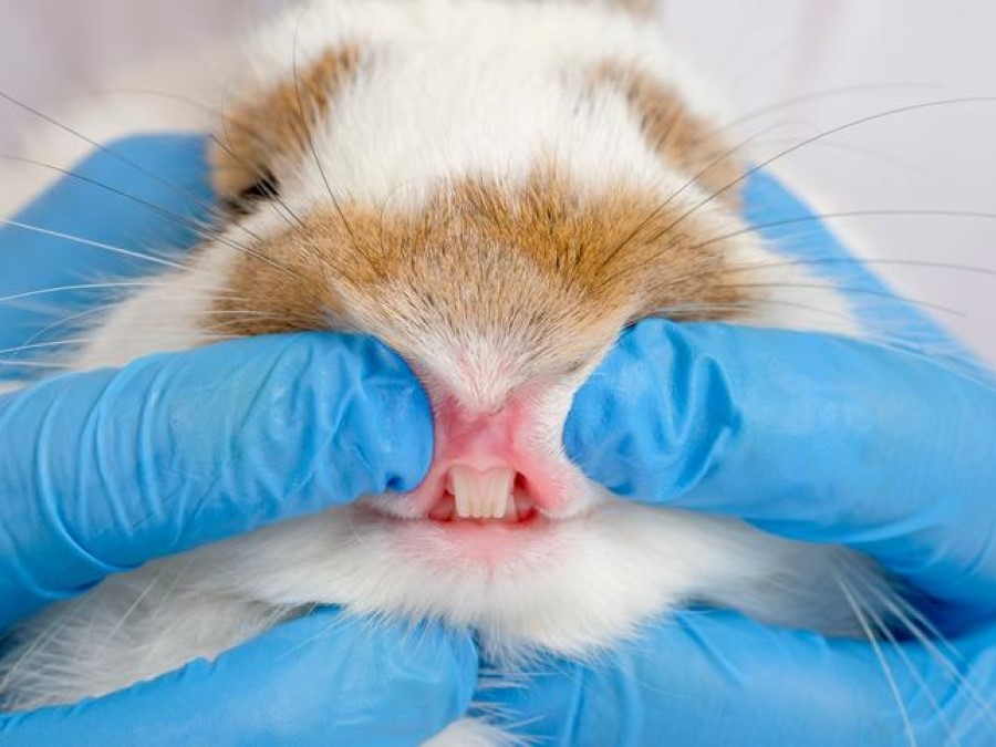 Dientes de Conejo doméstico