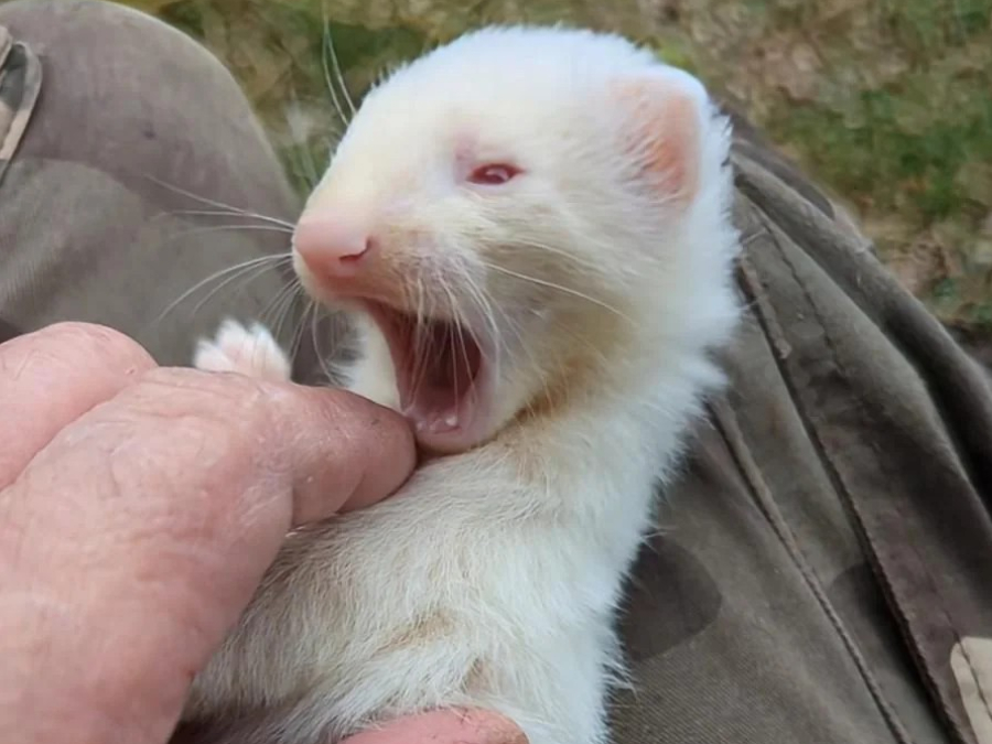 Dientes de Comadreja 