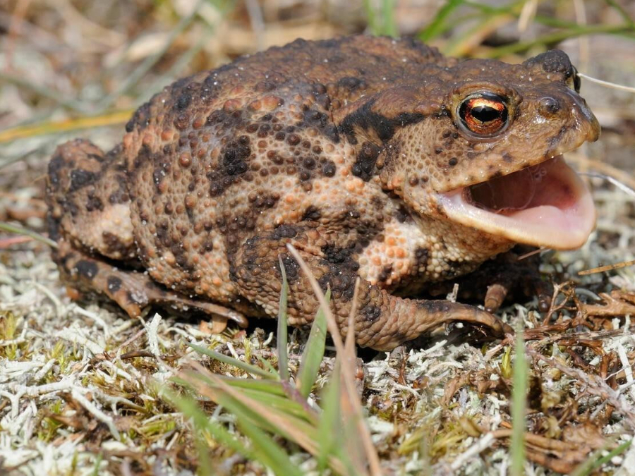 Dientes de Sapo gigante