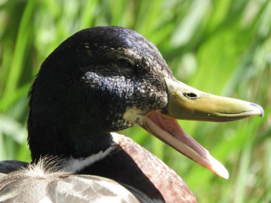 Dientes de Pato doméstico 
