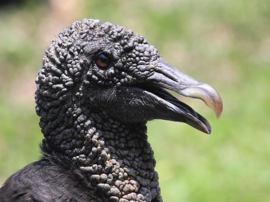 Dientes de Zopilote cabeza negra