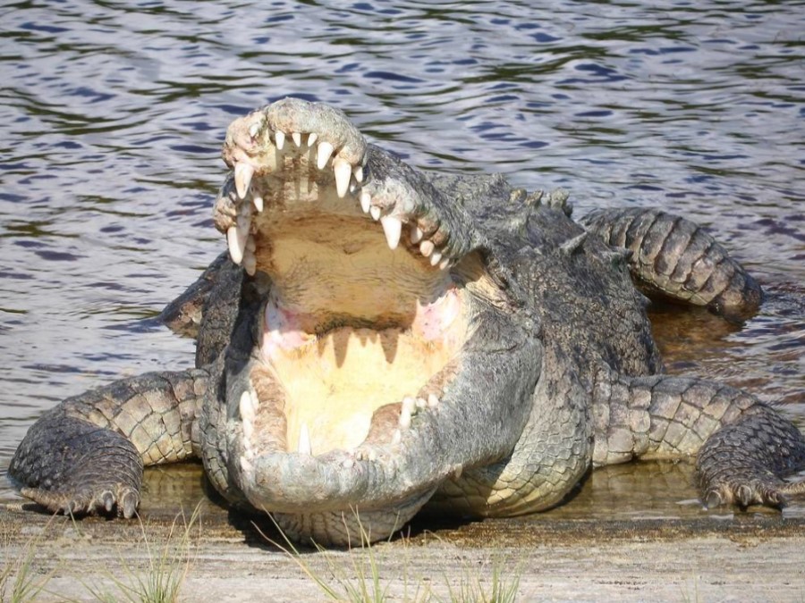 Dientes de Cocodrilo de río