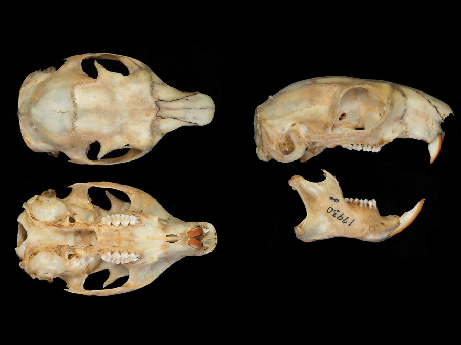 Fórmula dentaria de Sciurus  aureogaster