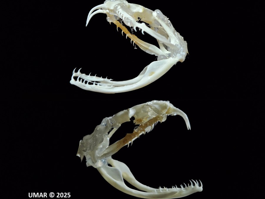 Fórmula dentaria de Agkistrodon bilineatus