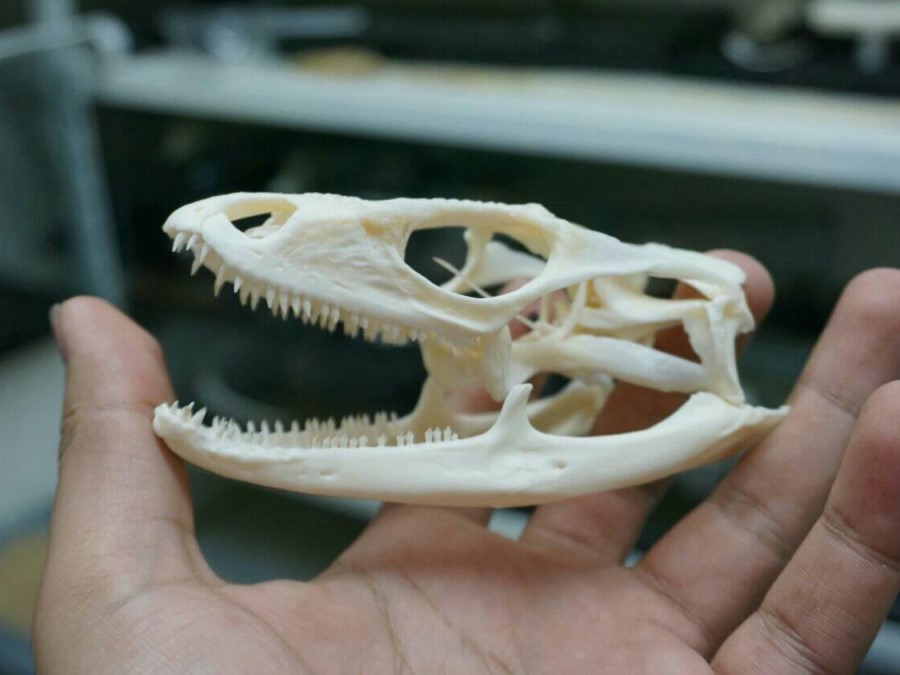 Fórmula dentaria de Ctenosaura pectinata