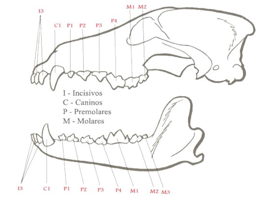 Fórmula dentaria de Canis familiaris