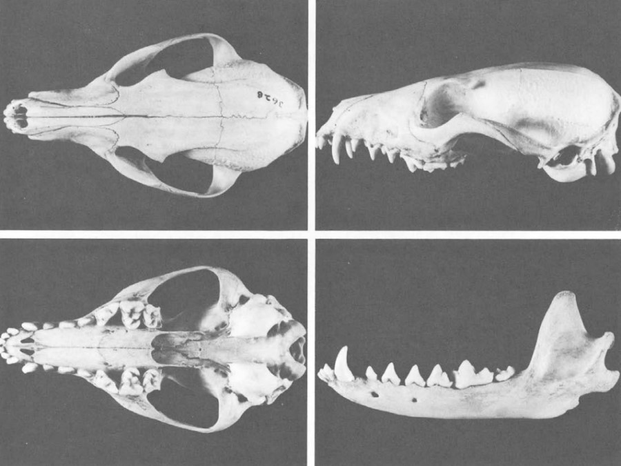 Fórmula dentaria de Urocyon  cinereoargenteus