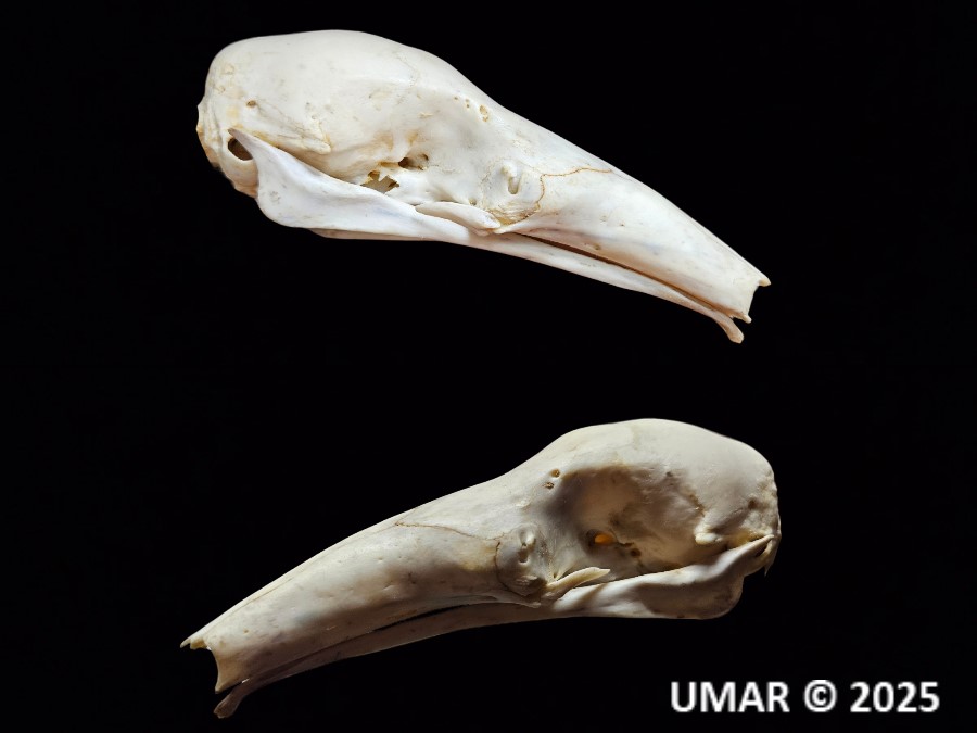 Fórmula dentaria de Tamandua mexicana