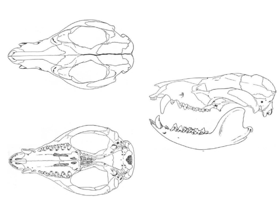 Fórmula dentaria de Didelphis virginiana