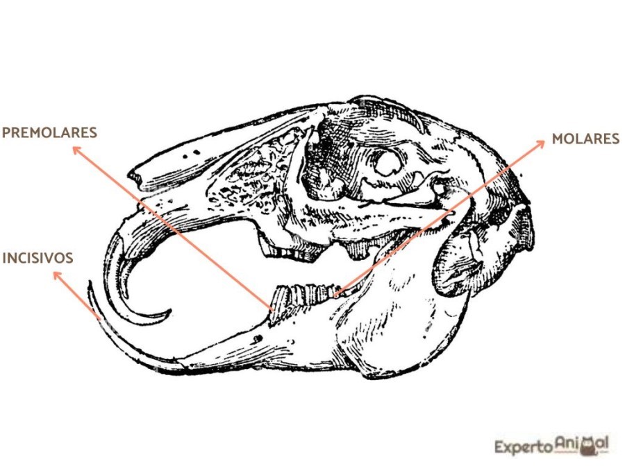 Fórmula dentaria de Oryctolagus cuniculus