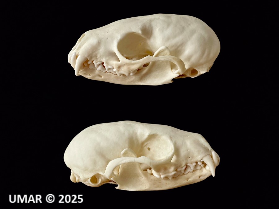 Dientes de Comadreja 