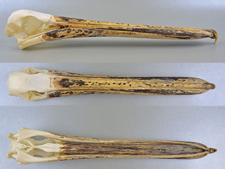 Fórmula dentaria de Pelecanus occidentalis