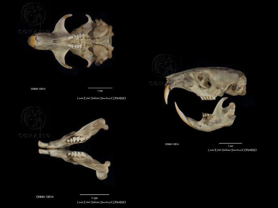Fórmula dentaria de Thomomys umbrinus