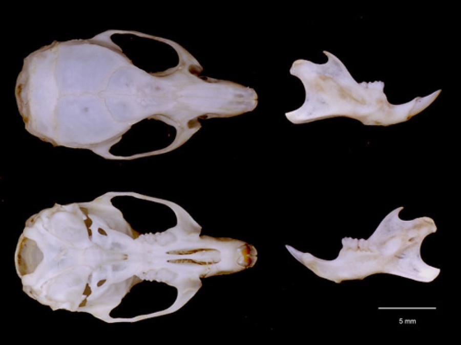 Dientes de Ratón doméstico