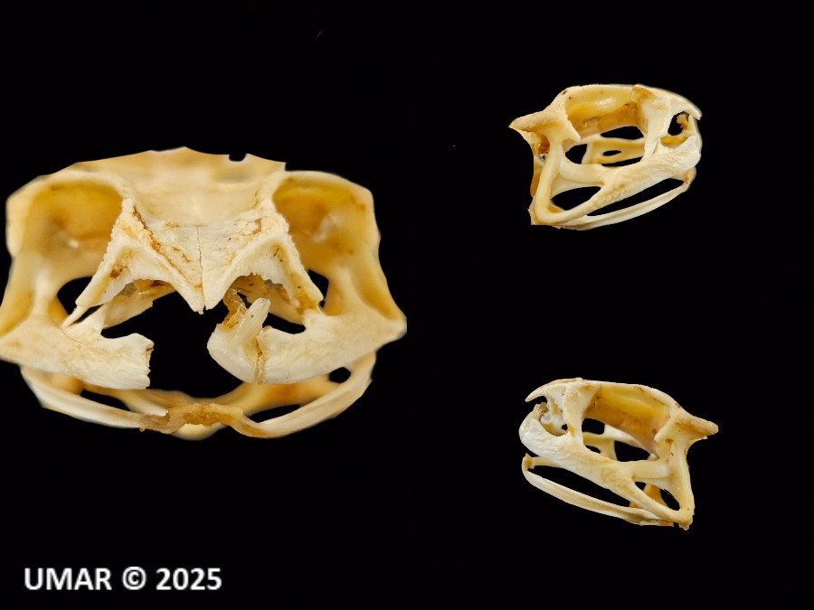 Fórmula dentaria de Rhinella marina