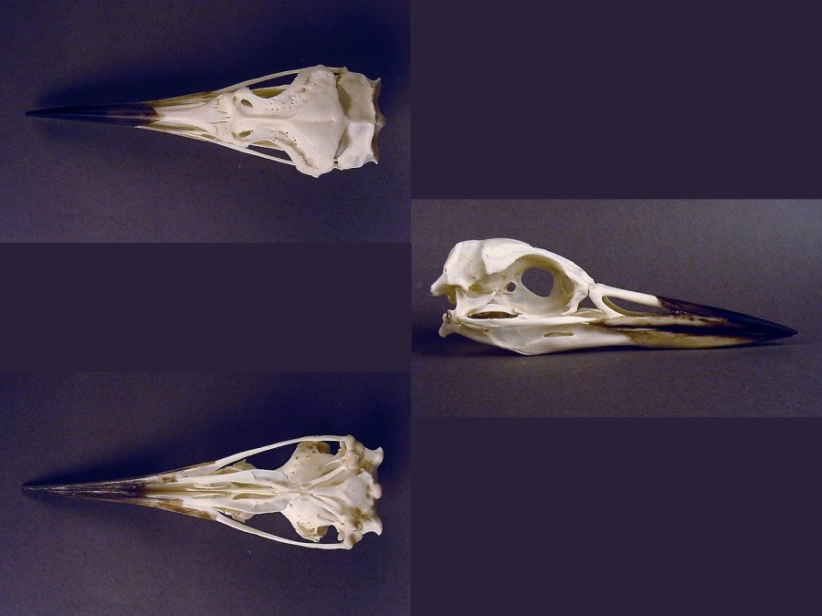 Fórmula dentaria de Gavia immer