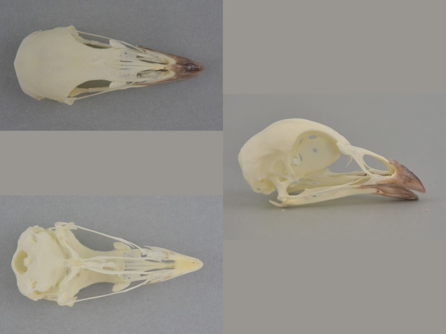 Fórmula dentaria de Gallus gallus