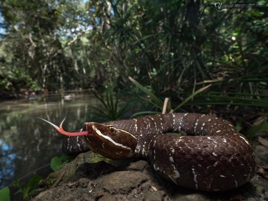 Hábitos de Serpiente cantil
