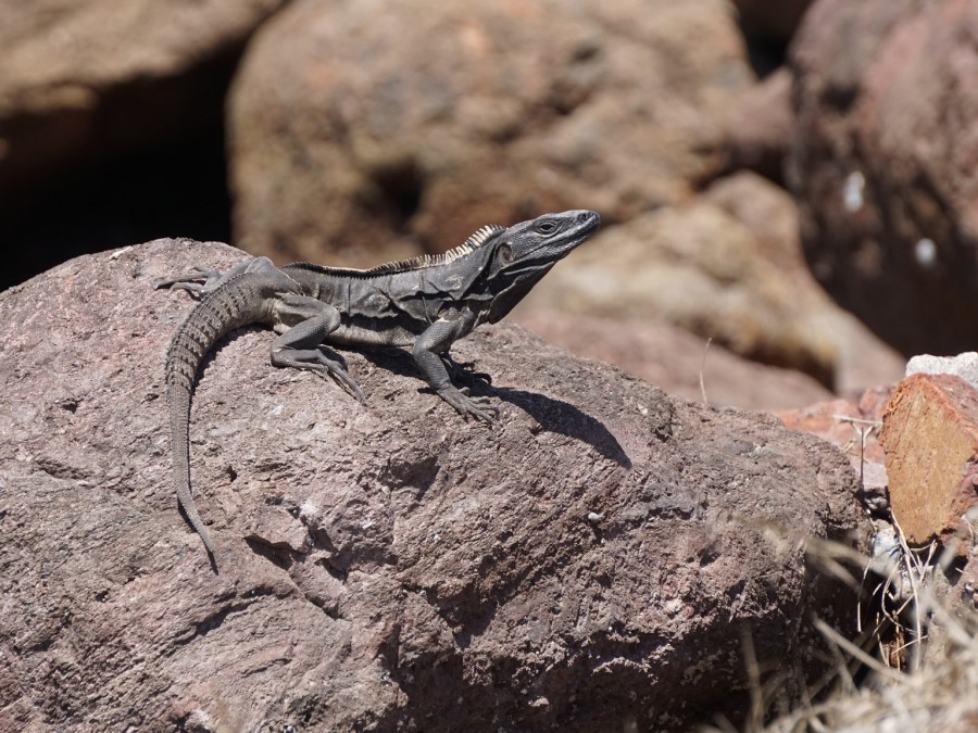 Hábitos de Iguana negra 