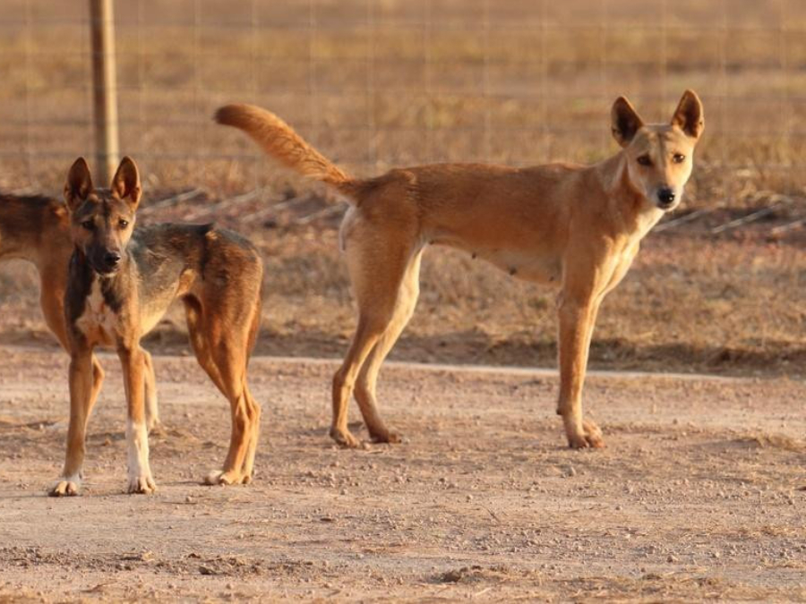 Hábitos de Perro doméstico