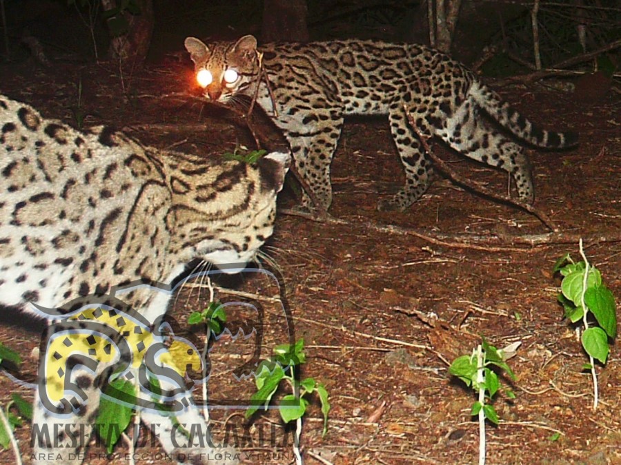 Hábitos de Ocelote