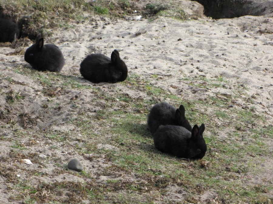 Hábitos de Conejo doméstico