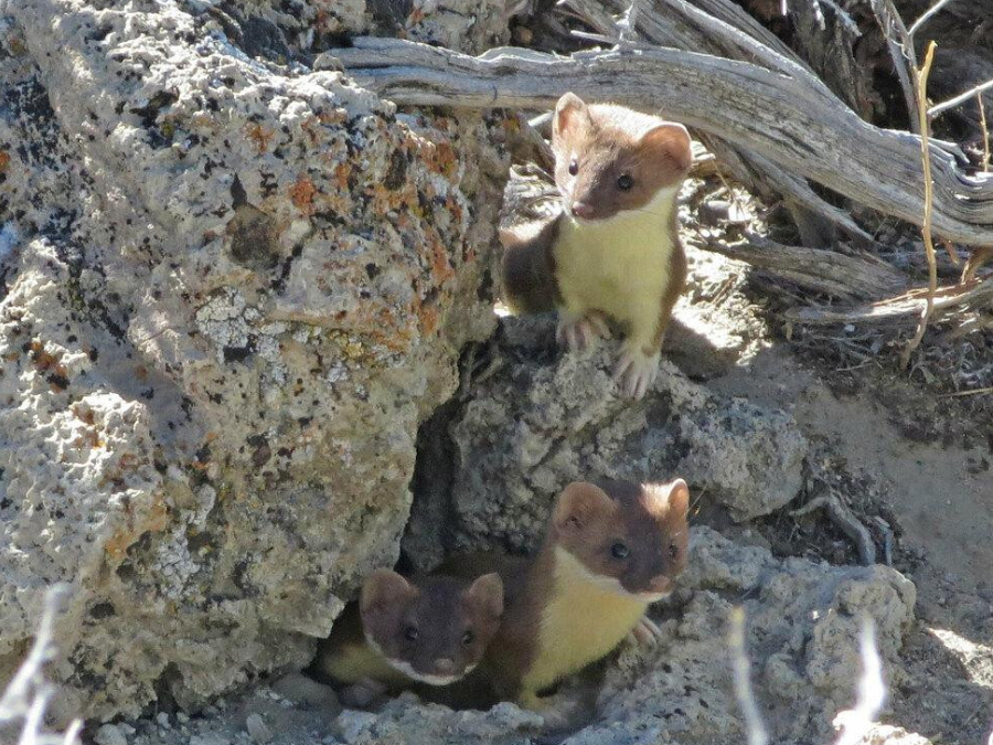 Hábitos de Comadreja 
