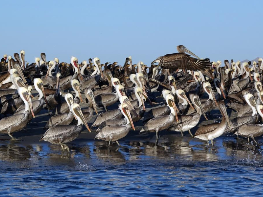 Hábitos de Pelícano café 