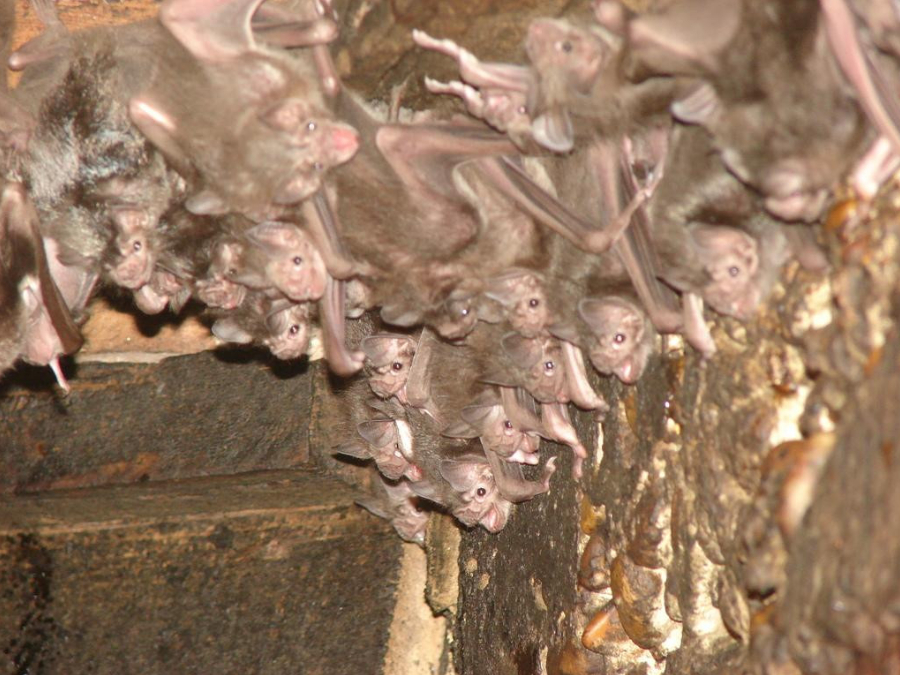 Hábitos de Murcielago 