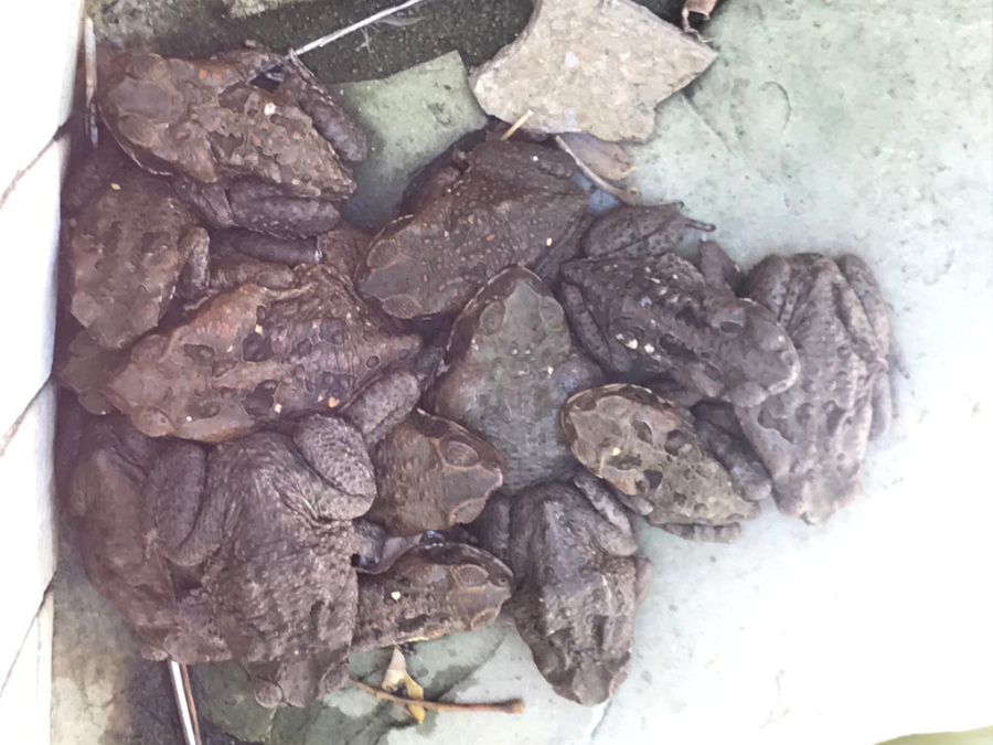 Hábitos de Sapo gigante