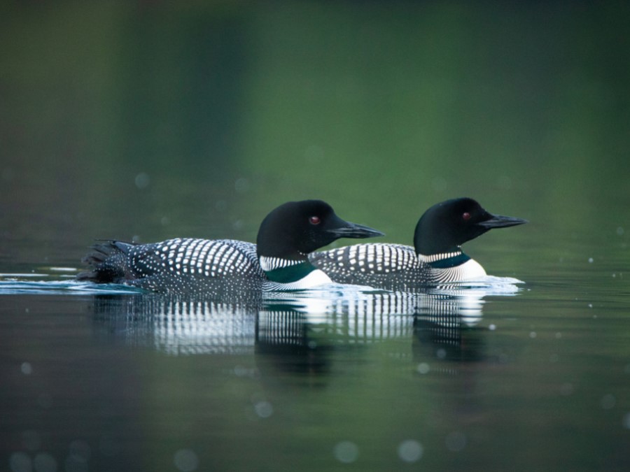 Hábitos de Colimbo común 