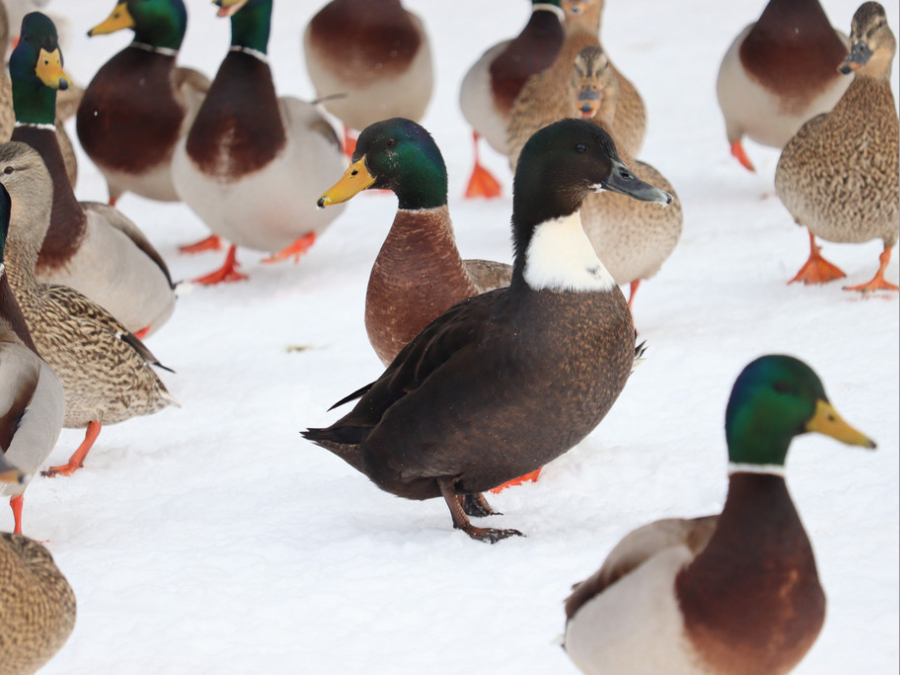 Hábitos de Pato doméstico 