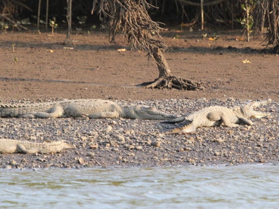 Hábitos de Cocodrilo de río