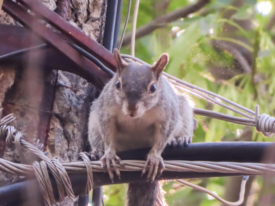 Casa de Ardilla vientre rojo