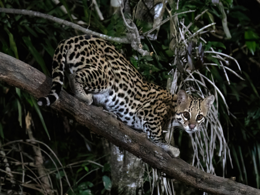 Casa de Ocelote
