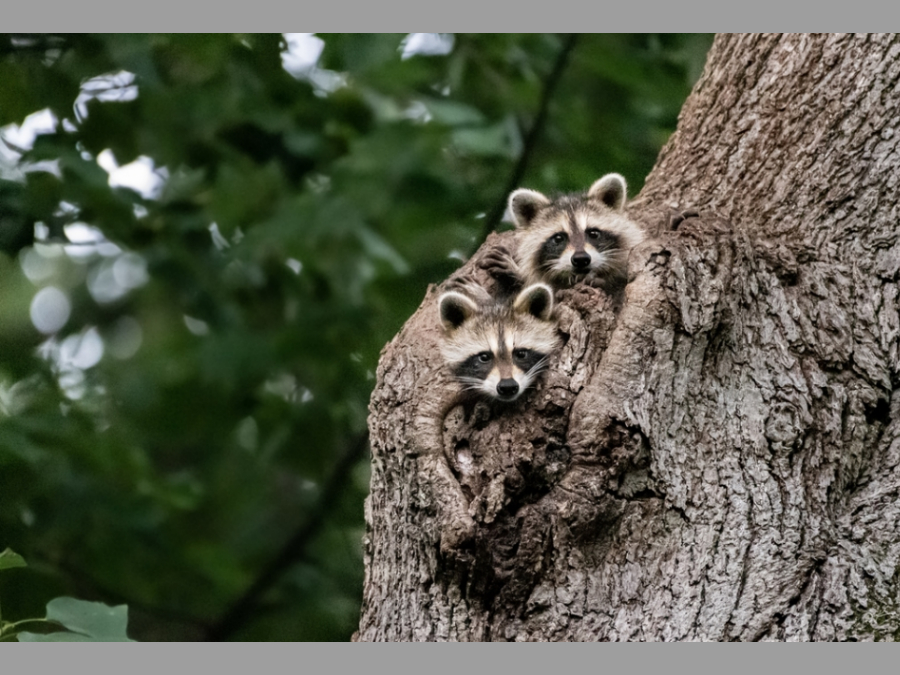 Historia natural de Mapache