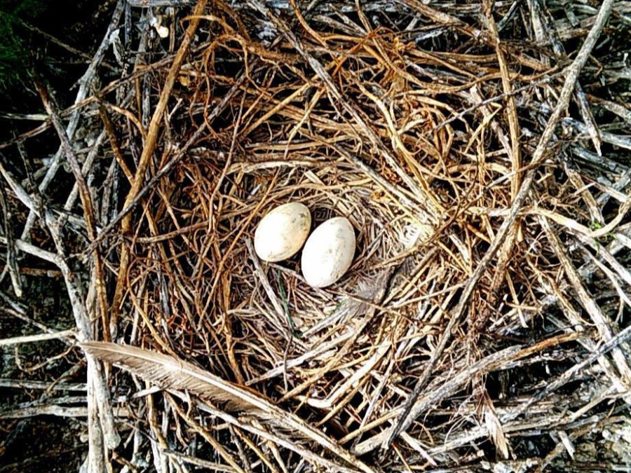 Casa de Pelícano café 