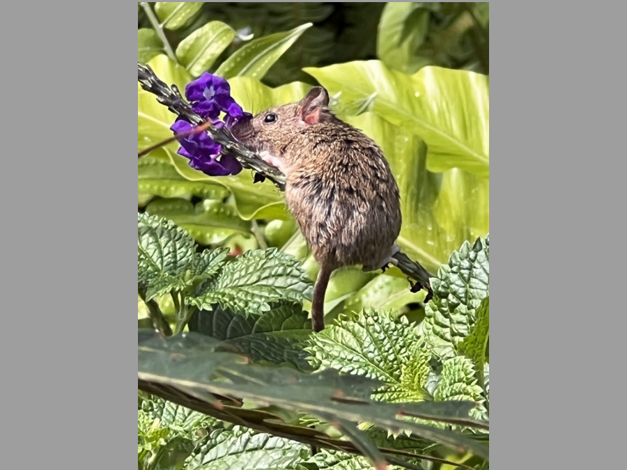 Historia natural de Ratón doméstico