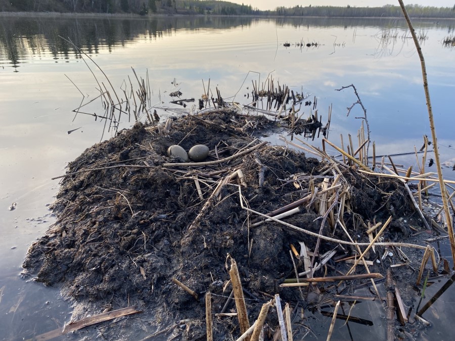 Historia natural de Colimbo común 