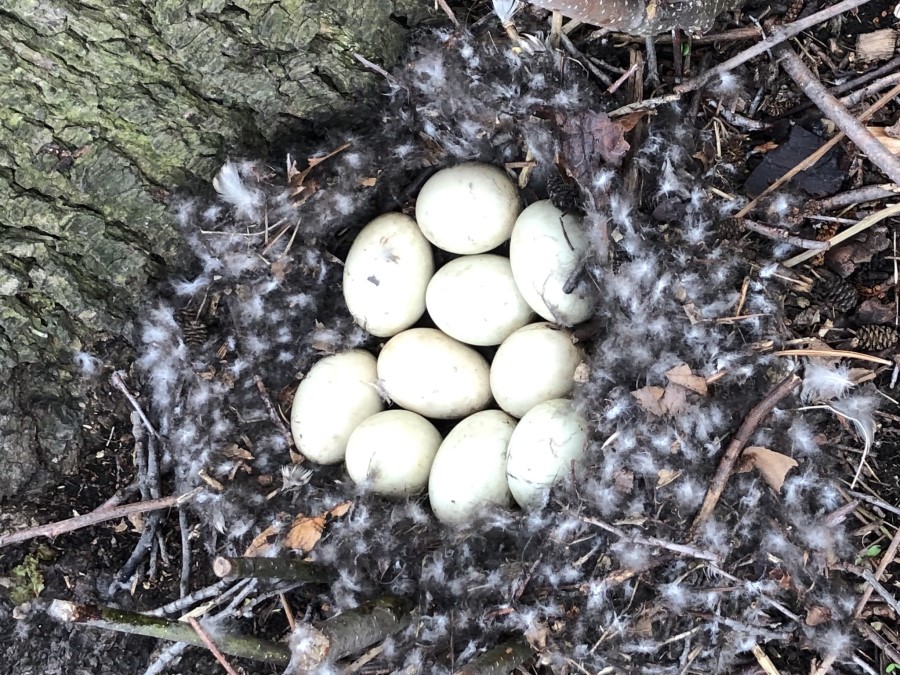 Historia natural de Pato doméstico 