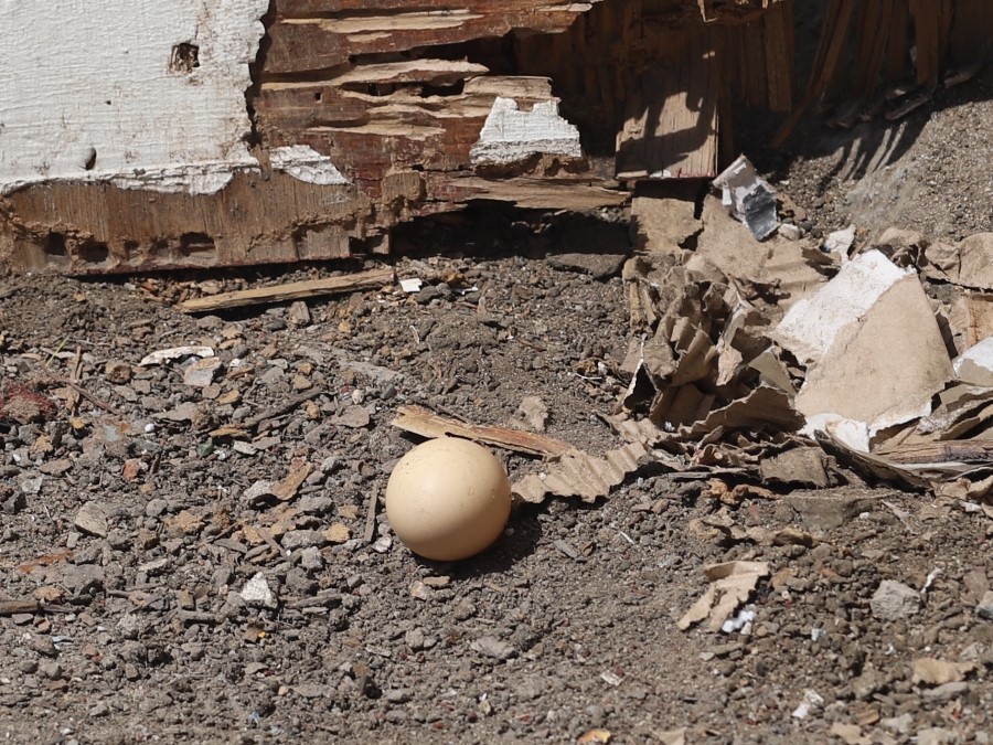 Historia natural de Gallo, pollo