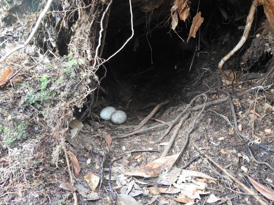 Historia natural de Zopilote cabeza negra